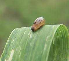 Attēlu rezultāti vaicājumam “Ceruchus chrysomelinus larva”