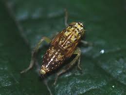 Attēlu rezultāti vaicājumam “Lamprotettix nitidulus”