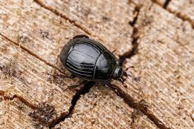 Attēlu rezultāti vaicājumam “Histeridae”