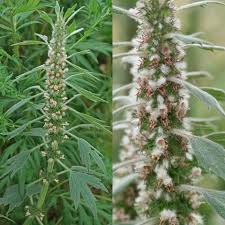 Attēlu rezultāti vaicājumam “Leonurus quinquelobatus”