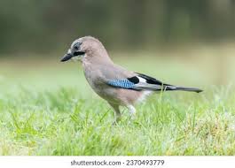 Attēlu rezultāti vaicājumam “Garrulus glandarius adult”