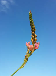 Attēlu rezultāti vaicājumam “Onobrychis arenaria leaf”