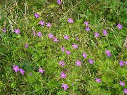Attēlu rezultāti vaicājumam “Geranium palustre”