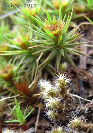 Attēlu rezultāti vaicājumam “Polytrichum juniperinum sporophyte”