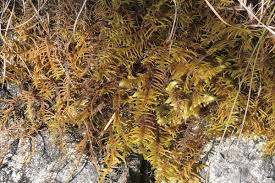 Attēlu rezultāti vaicājumam “Abietinella abietina var. hystricosa”