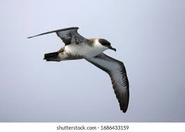 Image result for Puffinus gravis