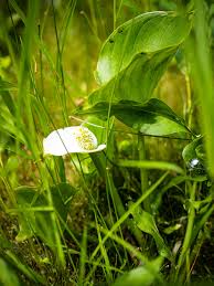 Attēlu rezultāti vaicājumam “Calla palustris leaf”