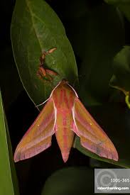 Attēlu rezultāti vaicājumam “Deilephila elpenor”