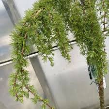 Attēlu rezultāti vaicājumam “Larix kaempferi leaf”