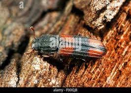 Attēlu rezultāti vaicājumam “Bitoma crenata imago”