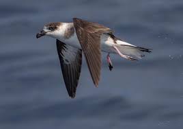 Image result for Pterodroma hasitata