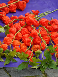 Attēlu rezultāti vaicājumam “Physalis alkekengi flower”