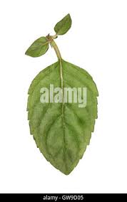 Attēlu rezultāti vaicājumam “Mentha x verticillata”