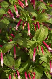 Image result for Cuphea ignea