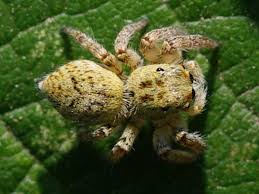 Attēlu rezultāti vaicājumam “Xanthogramma sp.”