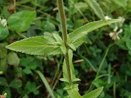 Attēlu rezultāti vaicājumam “Stachys palustris bud”