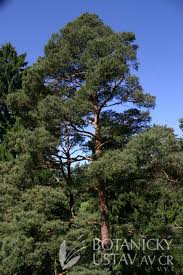 Attēlu rezultāti vaicājumam “Pinus sylvestris var. borussica”