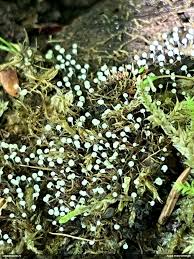 Attēlu rezultāti vaicājumam “Fuligo licentii”