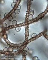 Attēlu rezultāti vaicājumam “Arcyria stipata”