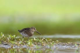 Attēlu rezultāti vaicājumam “Calidris falcinellus adult”
