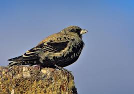 Image result for Melanocorypha yeltoniensis