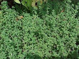 Attēlu rezultāti vaicājumam “Thymus vulgaris leaf”