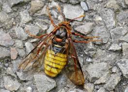 Attēlu rezultāti vaicājumam “Cimbex luteus”