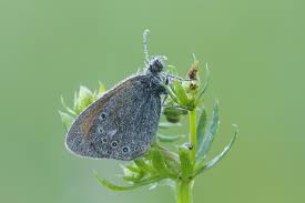 Attēlu rezultāti vaicājumam “Coenonympha glycerion underside”