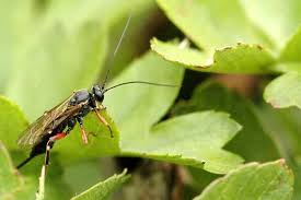 Attēlu rezultāti vaicājumam “Hypenodes humidalis”