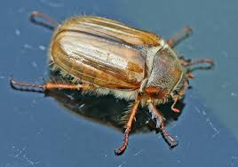 Attēlu rezultāti vaicājumam “Amphimallon solstitiale imago”