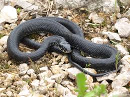 Attēlu rezultāti vaicājumam “Natrix natrix”