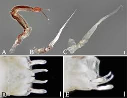 Attēlu rezultāti vaicājumam “Aphodius subterraneus imago”