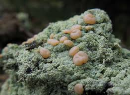 Attēlu rezultāti vaicājumam “Icmadophila ericetorum”