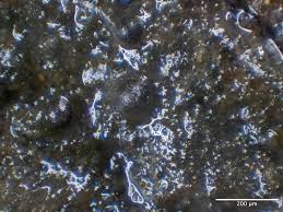 Attēlu rezultāti vaicājumam “Licea testudinacea young”