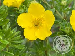 Attēlu rezultāti vaicājumam “Potentilla arenaria bud”