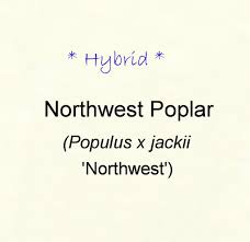 Attēlu rezultāti vaicājumam “Populus x jackii”