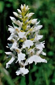 Attēlu rezultāti vaicājumam “Dactylorhiza maculata leaf”