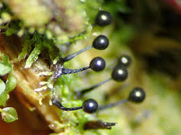 Attēlu rezultāti vaicājumam “Lamproderma columbinum”