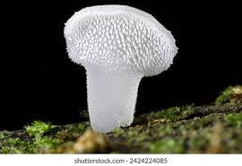 Attēlu rezultāti vaicājumam “Pseudohydnum gelatinosum”