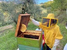 Image result for Boccia In Epsom & Ewell (Bees)