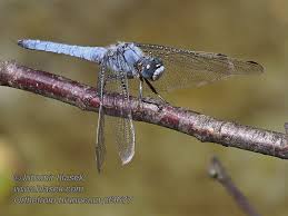 Attēlu rezultāti vaicājumam “Orthetrum brunneum”