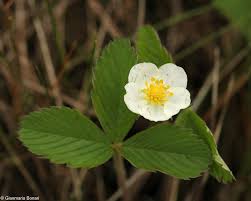 Attēlu rezultāti vaicājumam “Fragaria viridis”