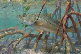 Image result for Centropomus parallelus