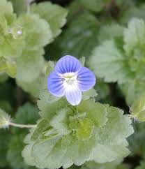 Attēlu rezultāti vaicājumam “Veronica persica flower”