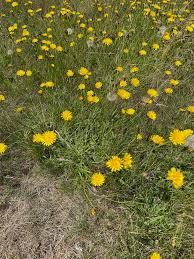 Attēlu rezultāti vaicājumam “Hypochaeris radicata bud”