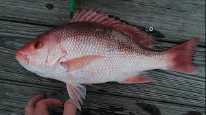 Image result for Lutjanus campechanus