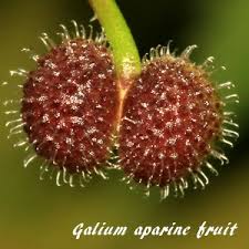 Attēlu rezultāti vaicājumam “Galium aparine fruit”