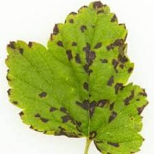 Attēlu rezultāti vaicājumam “Ribes nigrum leaf”