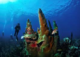 Image result for Three Seas Diving