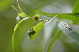 Attēlu rezultāti vaicājumam “Caloptilia stigmatella”